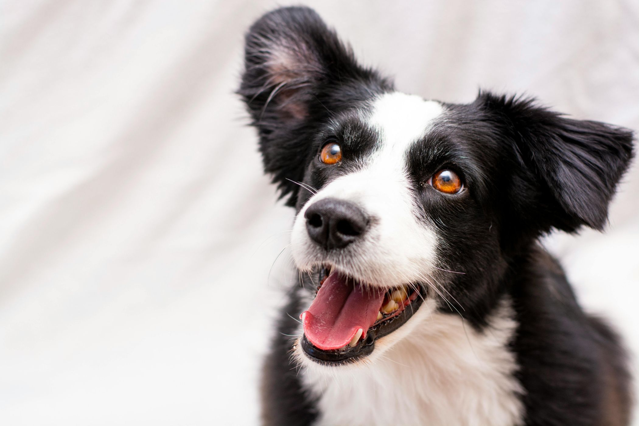 Quel chien ressemble à un Border Collie ? | Yorkshires.fr