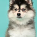quel est le caractère du chien pomsky ?