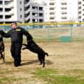 quel est le chien le plus meurtrier du monde ?