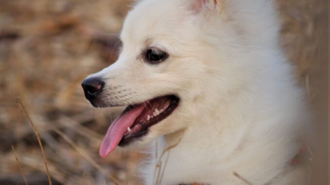 quel est le prix d'un chien pomsky ?