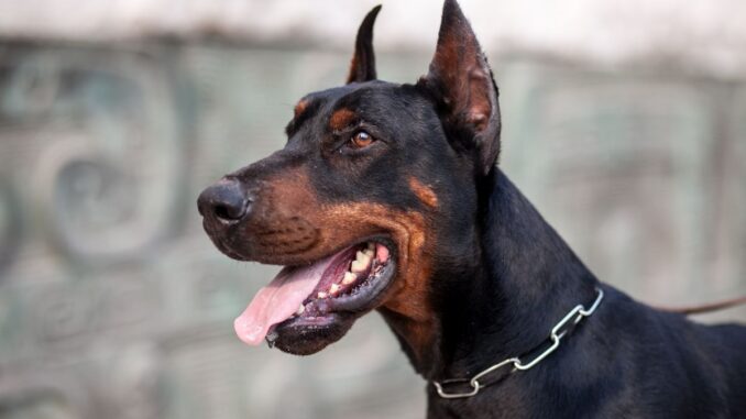 quel type de maître faut il pour un dobermann ?