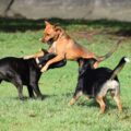 quels sont les chiens les plus agressifs