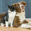 qui du chat ou du chien a le meilleur odorat ?