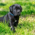 tout savoir sur le cane corso caractère, santé, alimentation, prix et entretien...
