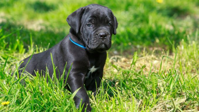 tout savoir sur le cane corso caractère, santé, alimentation, prix et entretien...