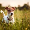 quels sont les chiens les plus mordeurs