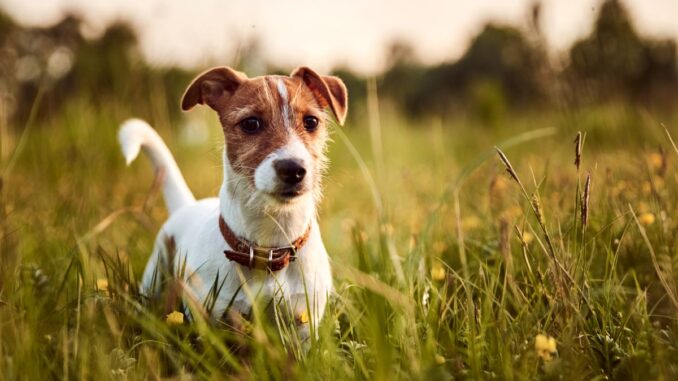quels sont les chiens les plus mordeurs