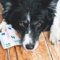 Comprendre et optimiser le tarif de la mutuelle pour votre chien