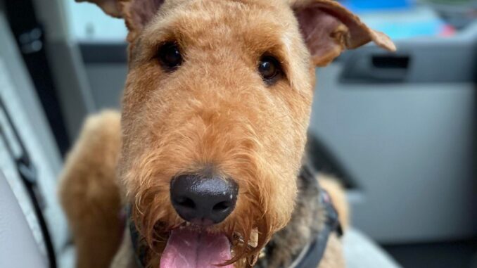 airedale terrier assurance santé, mutuelle et responsabilités