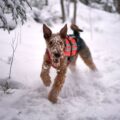 airedale terrier choix du harnais, de la laisse et du collier