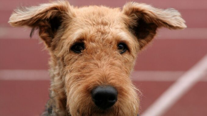 airedale terrier éducation, méthodes et erreurs à éviter