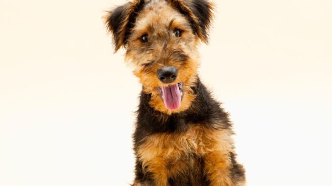 airedale terrier éleveur sérieux, pedigree lof et garanties