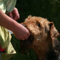 airedale terrier erreurs fréquentes des débutants et comment les éviter