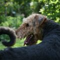 airedale terrier préparation de l’arrivée et check list du chiot