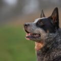 alimentation adaptée pour un bouvier australien en pleine forme