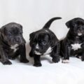 american bully check list d’adoption et préparation de l’arrivée