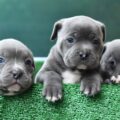 american bully comment reconnaître un éleveur sérieux