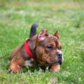 american bully éducation, méthodes et astuces pour débuter