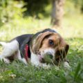 basset artésien normand origine, histoire et standard