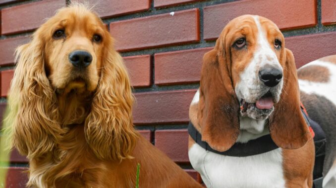 basset hound vs cocker famille, énergie et toilettage