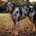 beauceron arlequin croissance, taille et poids par âge