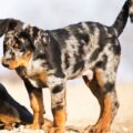 beauceron arlequin génétique de la robe arlequin, merle et double merle expliqué