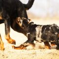 beauceron arlequin préparation de l’arrivée et check list du chiot