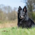 berger belge groenendael choix du harnais, de la laisse et du collier