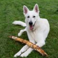 berger blanc suisse croissance, taille et poids par âge