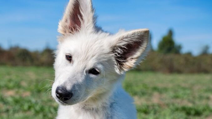 berger blanc suisse éducation du chiot de 2 à 12 mois