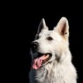 berger blanc suisse éducation, méthodes et erreurs à éviter