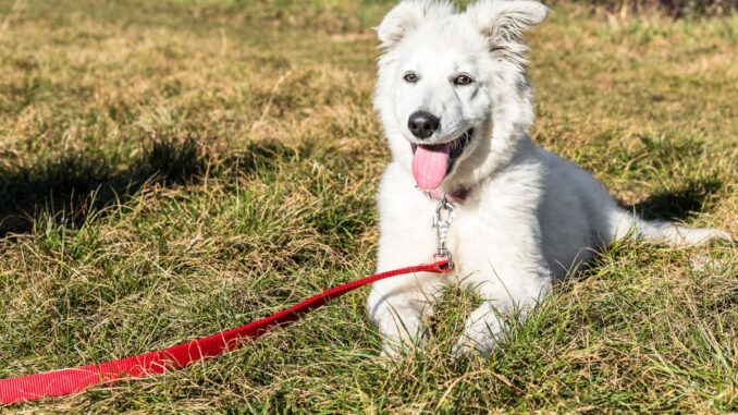 berger blanc suisse prix du chiot, budget initial et coûts annuels