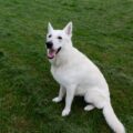 berger blanc suisse toilettage, entretien du poil blanc et soins des oreilles