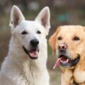berger blanc suisse vs labrador famille, sport et entretien