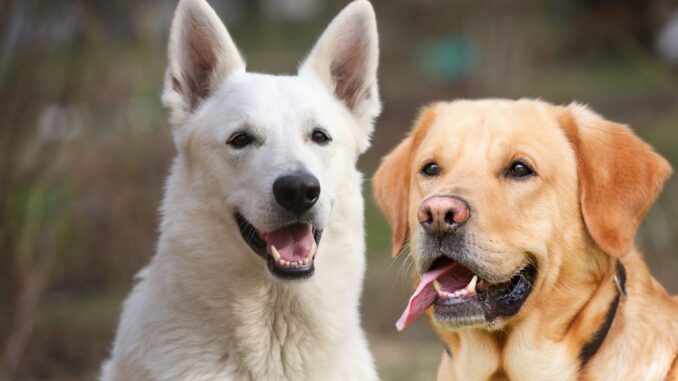 berger blanc suisse vs labrador famille, sport et entretien