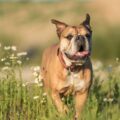 bouledogue continental prix du chiot, budget initial et coûts annuels