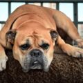 bouledogue continental vie en appartement, est ce possible