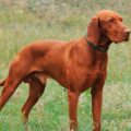 braque hongrois éleveur sérieux, pedigree lof et garanties