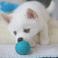 chien pomsky éducation positive pas à pas