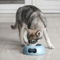 husky alimentation, rations et barf