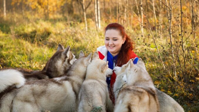 husky nain prix, élevages et précautions à prendre