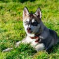 husky nain taille, poids et gabarit attendus