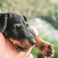 jagdterrier solitude, anxiété de séparation et enrichissement mental