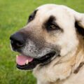 kangal adoption en association, démarches et conseils