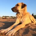 kangal barf, ration crue et précautions