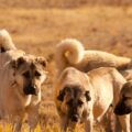 kangal compatibilité avec chiens et chats