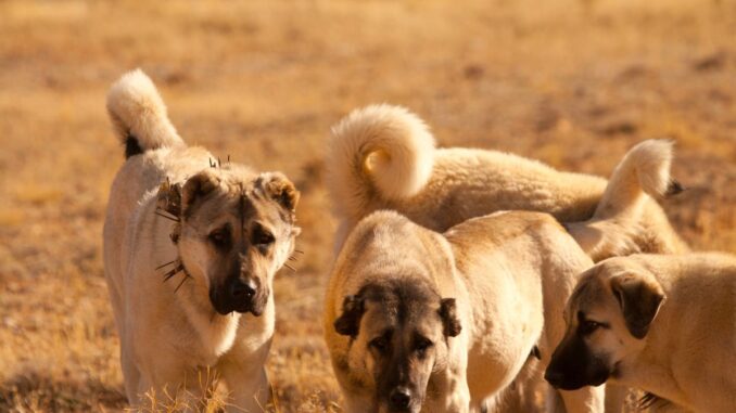 kangal compatibilité avec chiens et chats