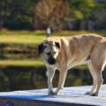 kangal vie en appartement, est ce possible