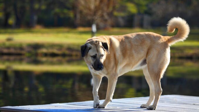 kangal vie en appartement, est ce possible