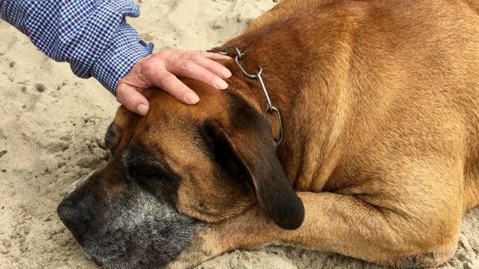 pourquoi le boerboel a besoin d’un maître expérimenté